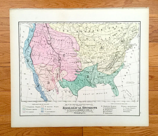 Antique 1874 Zoological Divisions Map of the USA from O.W. Gray's Atlas of United States of America; Stedman, Brown & Lyon – Edward D Cope